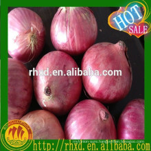 Onion Type and Common Cultivation Type bulk fresh vegetables